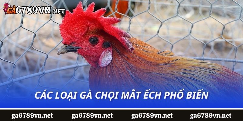 Các loại gà chọi mắt ếch phổ biến