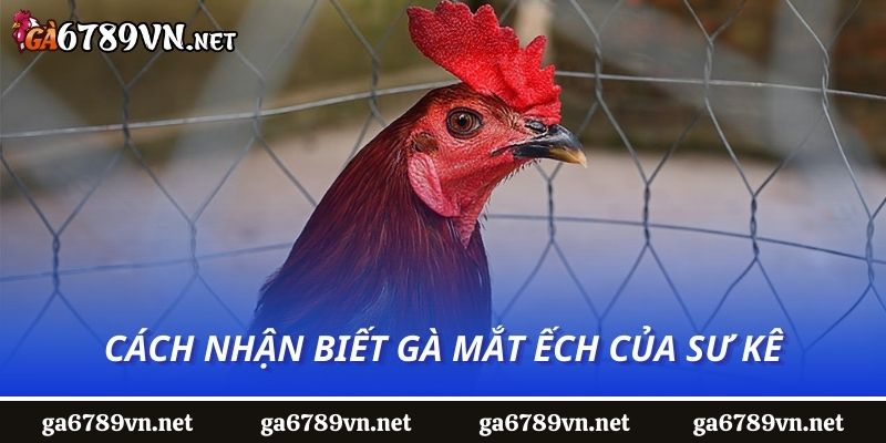 Cách nhận biết gà mắt ếch của sư kê