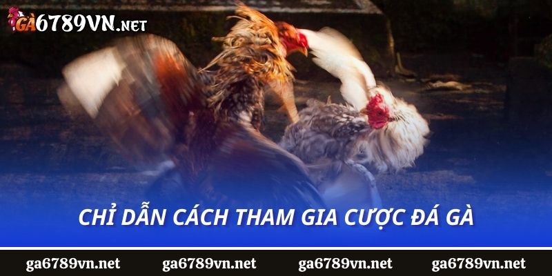 Chỉ dẫn cách tham gia cược đá gà