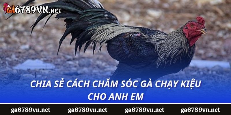 Chia sẻ cách chăm sóc gà chạy kiệu cho anh em 