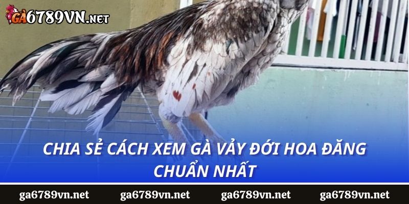 Chia sẻ cách xem gà vảy đới hoa đăng chuẩn nhất