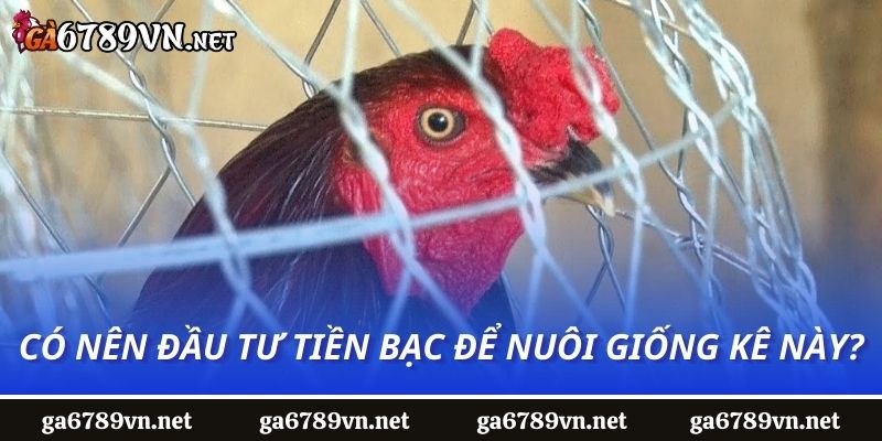 Có nên đầu tư tiền bạc để nuôi giống kê này?