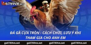 Đá gà cựa tròn - cách chơi, lưu ý khi tham gia cho anh em