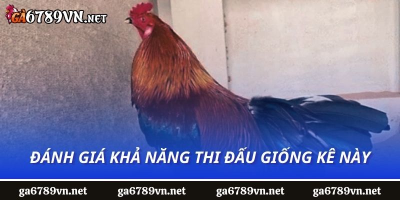 Đánh giá khả năng thi đấu giống kê này