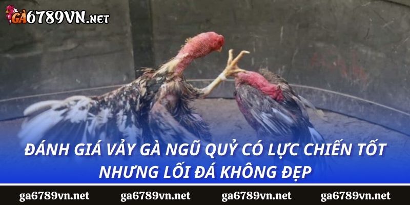 Đánh giá vảy gà ngũ quỷ có lực chiến tốt nhưng lối đá không đẹp