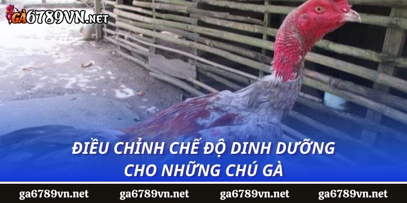 Điều chỉnh chế độ dinh dưỡng cho những chú gà