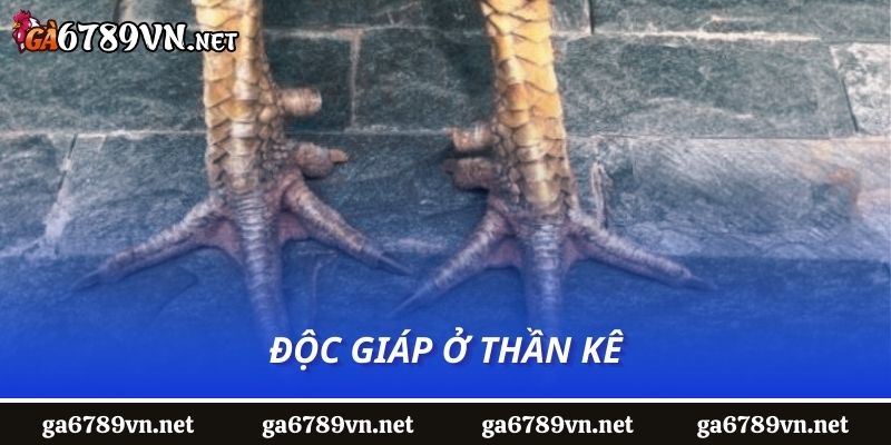 Độc giáp ở thần kê