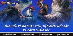 Tìm hiểu về gà chạy kiệu, đặc điểm nổi bật và cách chăm sóc