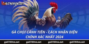 Gà Chọi Cánh Tiên - Cách Nhận Diện Chính Xác Nhất 2024