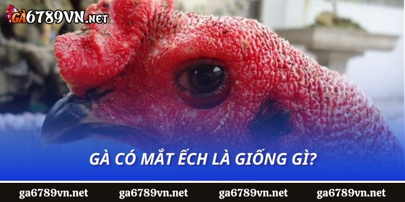 Gà có mắt ếch là giống gì?