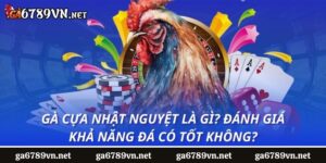 Gà cựa nhật nguyệt là gì? Đánh giá khả năng đá có tốt không?