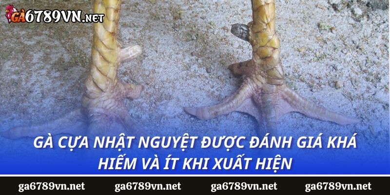 Gà cựa nhật nguyệt được đánh giá khá hiếm và ít khi xuất hiện