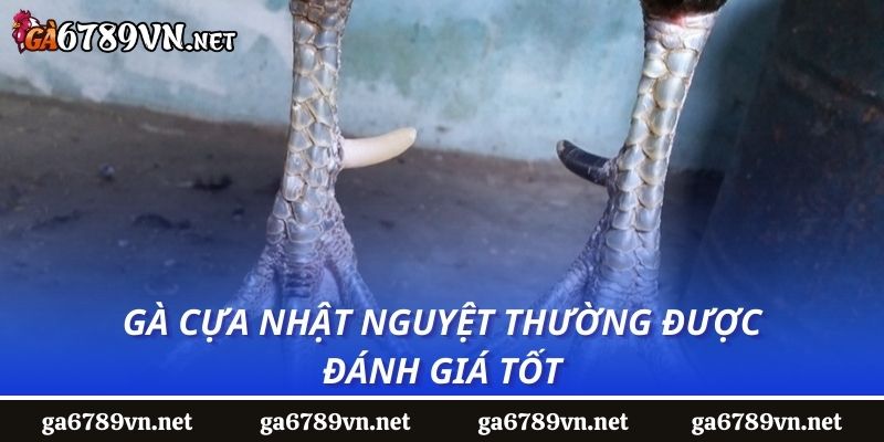 Gà cựa nhật nguyệt thường được đánh giá tốt 