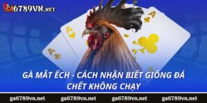 Gà Mắt Ếch - Cách Nhận Biết Giống Đá Chết Không Chạy