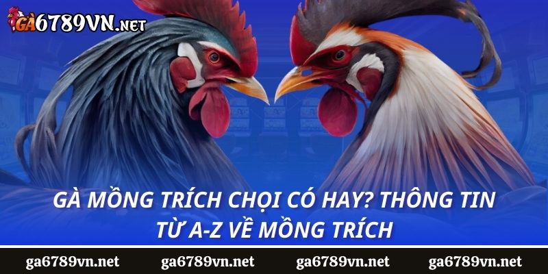 Gà Mồng Trích Chọi Có Hay? Thông Tin Từ A-Z Về Mồng Trích