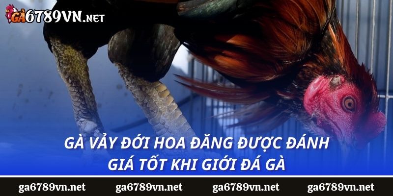 Gà vảy đới hoa đăng được đánh giá tốt khi giới đá gà