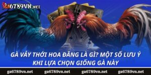 Gà vảy thới hoa đăng là gì? Một số lưu ý khi lựa chọn giống gà này