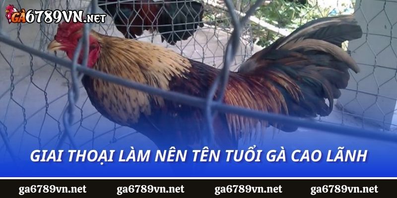 Giai thoại làm nên tên tuổi gà Cao Lãnh