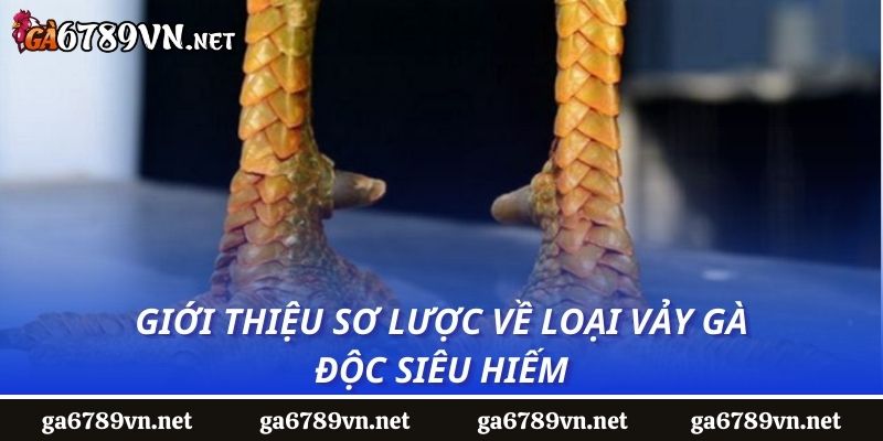 Giới thiệu sơ lược về loại vảy gà độc siêu hiếm