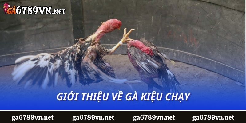 Giới thiệu về gà kiệu chạy