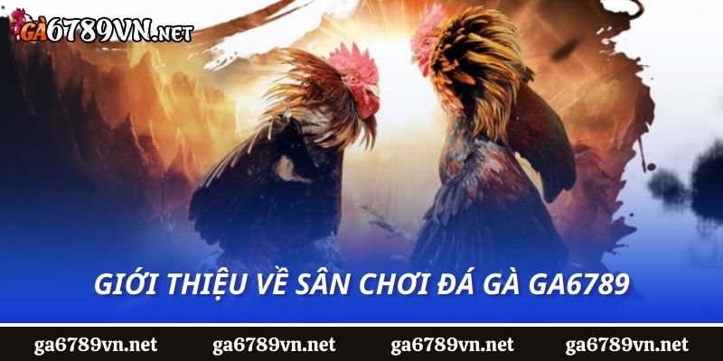 Giới thiệu về sân chơi đá gà Ga6789