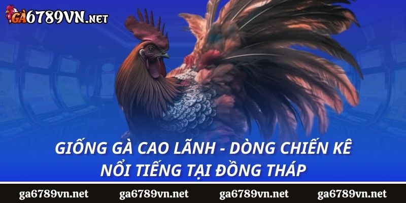 Giống gà cao lãnh - Dòng chiến kê nổi tiếng tại Đồng Tháp