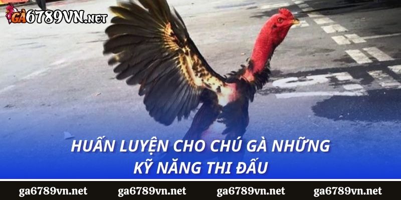 Huấn luyện cho chú gà những kỹ năng thi đấu