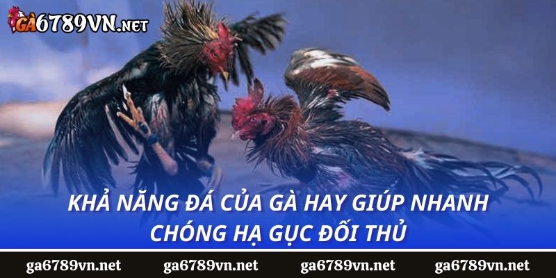 Khả năng đá của gà hay giúp nhanh chóng hạ gục đối thủ