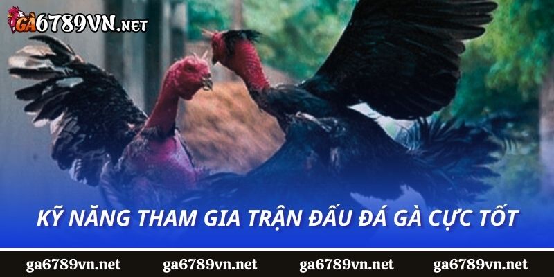 Kỹ năng tham gia trận đấu đá gà cực tốt