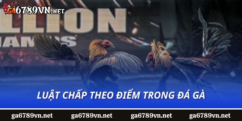 Luật chấp theo điểm trong đá gà