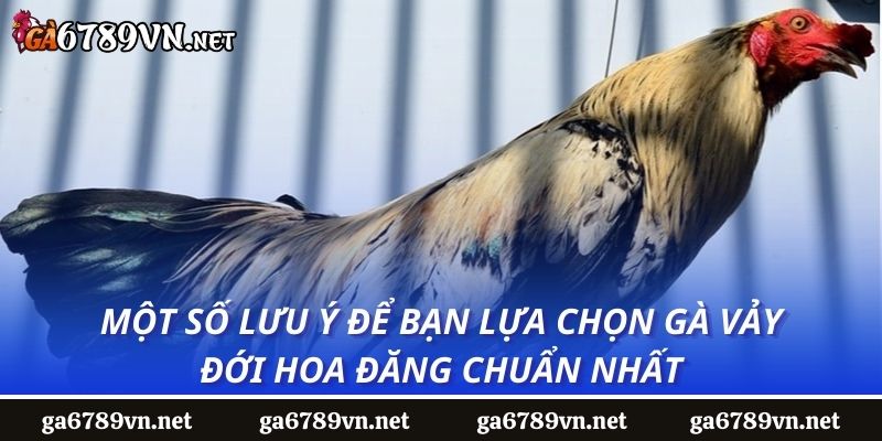 Một số lưu ý để bạn lựa chọn gà vảy đới hoa đăng chuẩn nhất