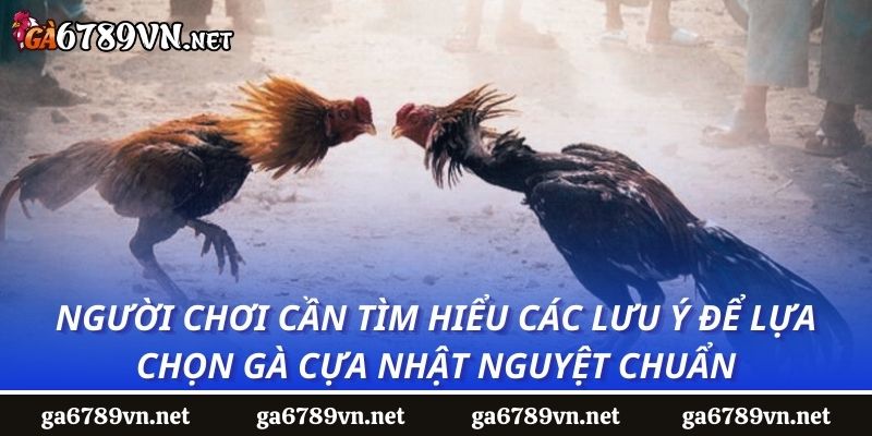 Người chơi cần tìm hiểu các lưu ý để lựa chọn gà cựa nhật nguyệt chuẩn