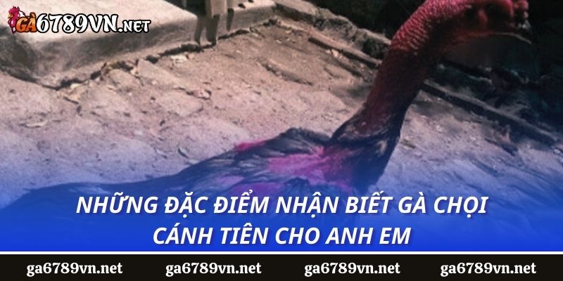 Những đặc điểm nhận biết gà chọi cánh tiên cho anh em 