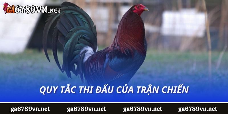 Quy tắc thi đấu của trận chiến