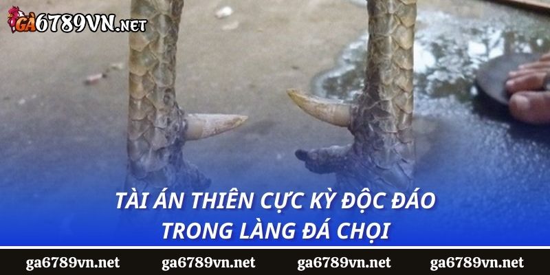 Tài án thiên cực kỳ độc đáo trong làng đá chọi