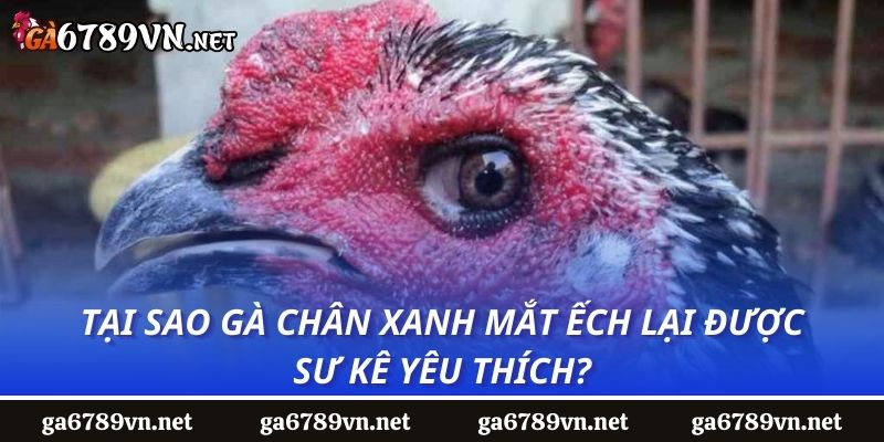 Tại sao gà chân xanh mắt ếch lại được sư kê yêu thích?