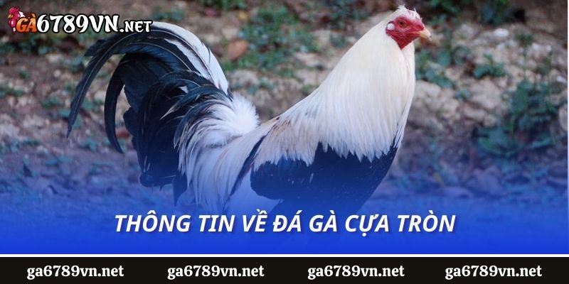 Thông tin về đá gà cựa tròn