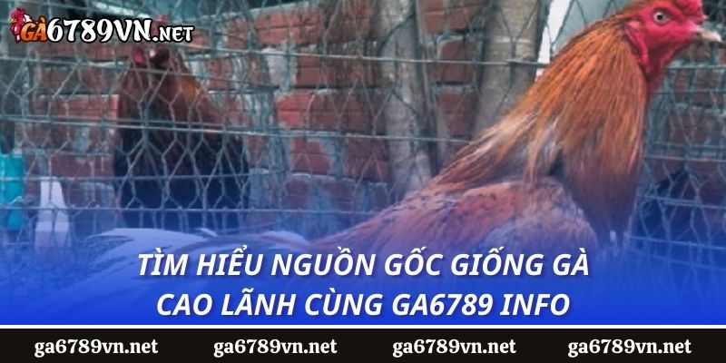 Tìm hiểu nguồn gốc giống gà Cao Lãnh cùng GA6789 Info