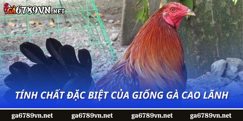 Tính chất đặc biệt của giống gà Cao Lãnh