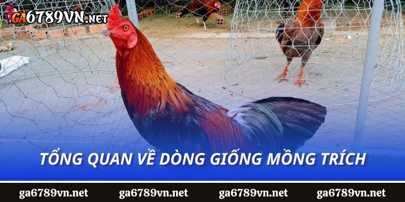 Tổng quan về dòng giống mồng trích