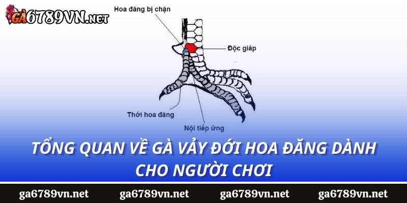 Tổng quan về gà vảy đới hoa đăng dành cho người chơi