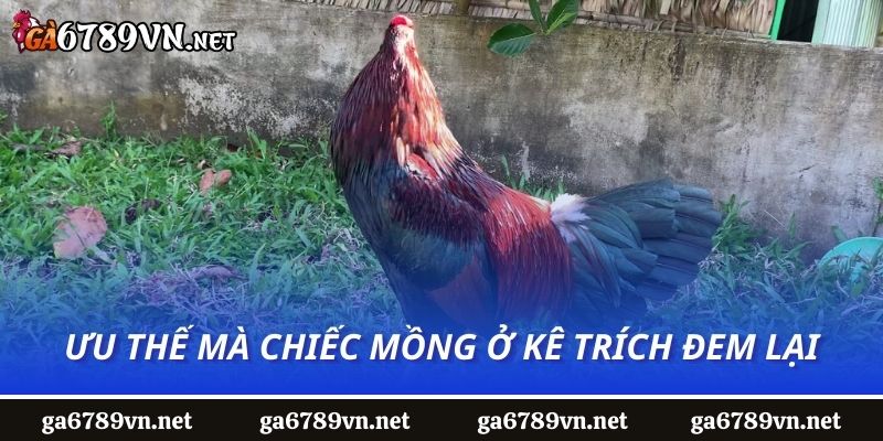 Ưu thế mà chiếc mồng ở kê trích đem lại