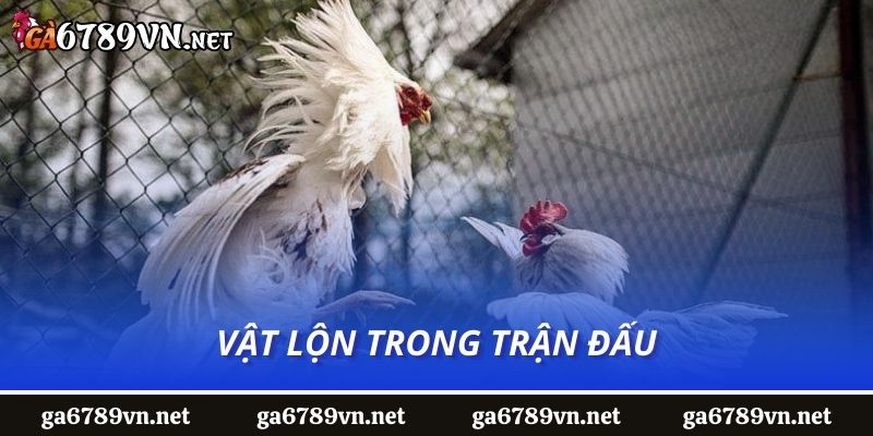 Vật lộn trong trận đấu