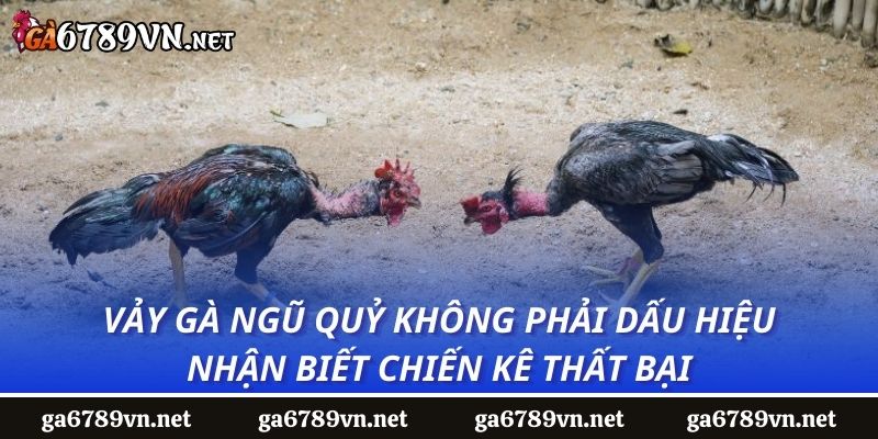 Vảy gà ngũ quỷ không phải dấu hiệu nhận biết chiến kê thất bại