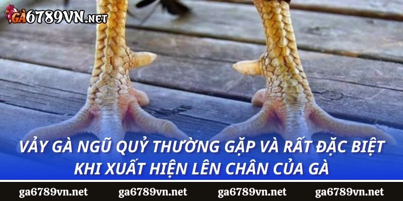 Vảy gà ngũ quỷ thường gặp và rất đặc biệt khi xuất hiện lên chân của gà