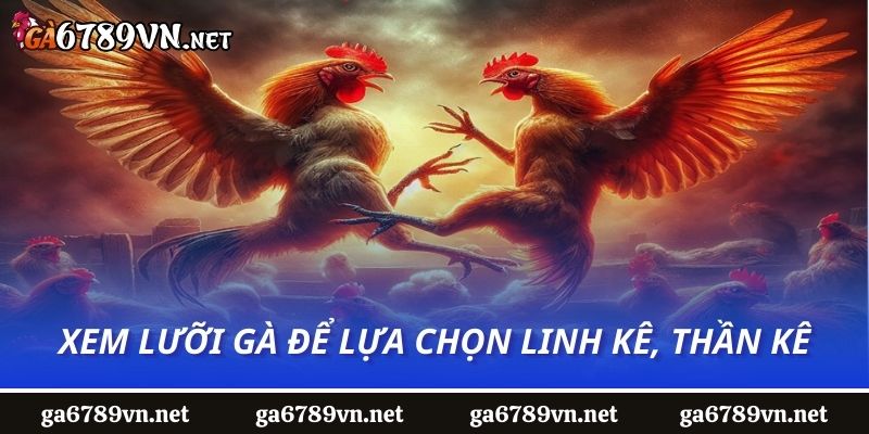 Xem lưỡi gà để lựa chọn linh kê, thần kê