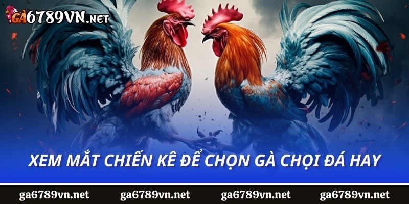 Xem mắt chiến kê để chọn gà chọi đá hay